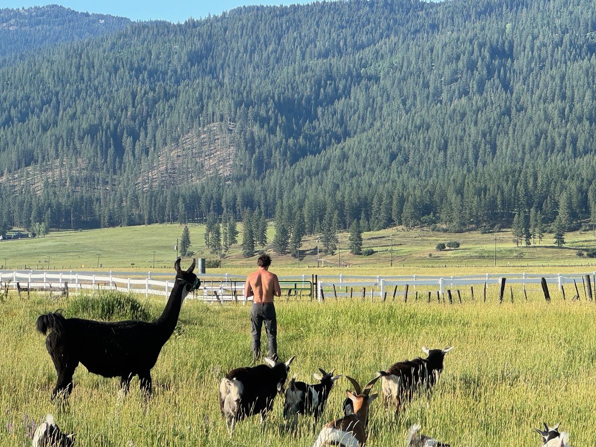 Goats and a black llama in tall summer grass at Winding River Ranch, with timbered mountains behind