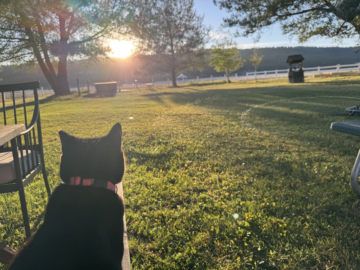 Sunset over the ranch yard and white fence, seen past a black cat sitting on a bench